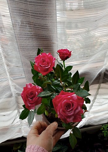 Pembe renkli dekoratif vazo benekli gül - Görsel 2