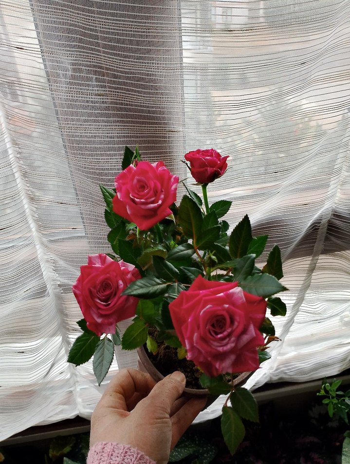 Pembe renkli dekoratif vazo benekli gül - Görsel 2