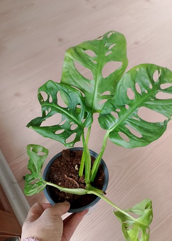 Delikli Yapraklı Koyu Yeşil Ev Bitkisi deve tabanı 250 tl - Görsel 2