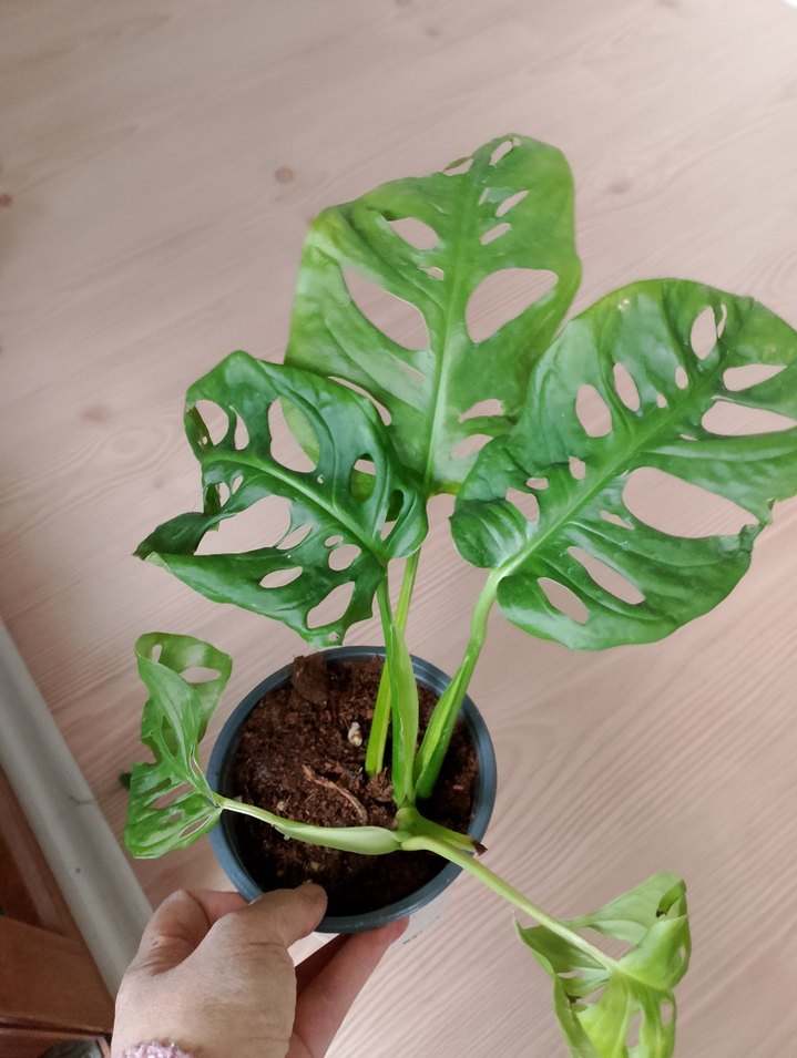 Delikli Yapraklı Koyu Yeşil Ev Bitkisi deve tabanı 250 tl - Görsel 2