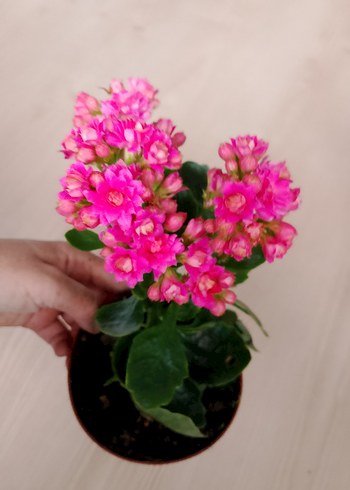 Renkli Pembe Ev Dekoratif Çiçekler kalonşalar tanesi 200tl - Görsel 5