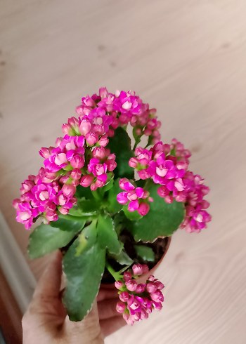 Renkli Pembe Ev Dekoratif Çiçekler kalonşalar tanesi 200tl - Görsel 3