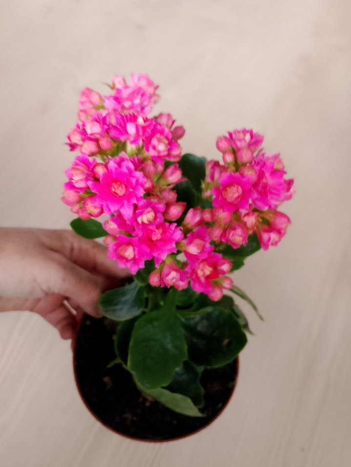 Renkli Pembe Ev Dekoratif Çiçekler kalonşalar tanesi 200tl - Görsel 5