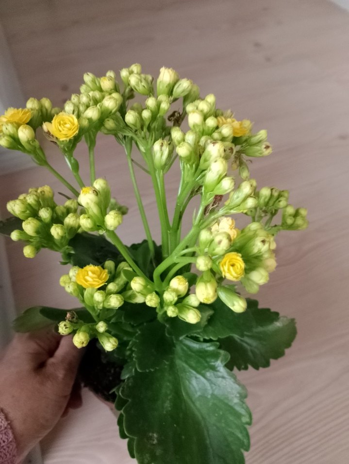 Renkli Pembe Ev Dekoratif Çiçekler kalonşalar tanesi 200tl - Görsel 2