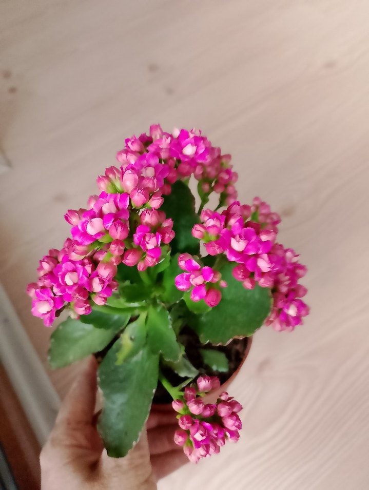 Renkli Pembe Ev Dekoratif Çiçekler kalonşalar tanesi 200tl - Görsel 3