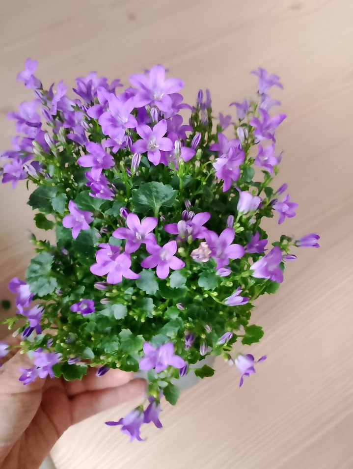 Pastel Mor Çiçekli Vazo maviş çiçeği - Görsel 2