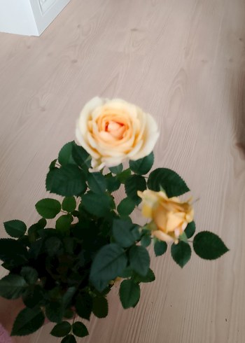 Bej Renkli Mini Gül Bitkisi Sarı gül - Görsel 2