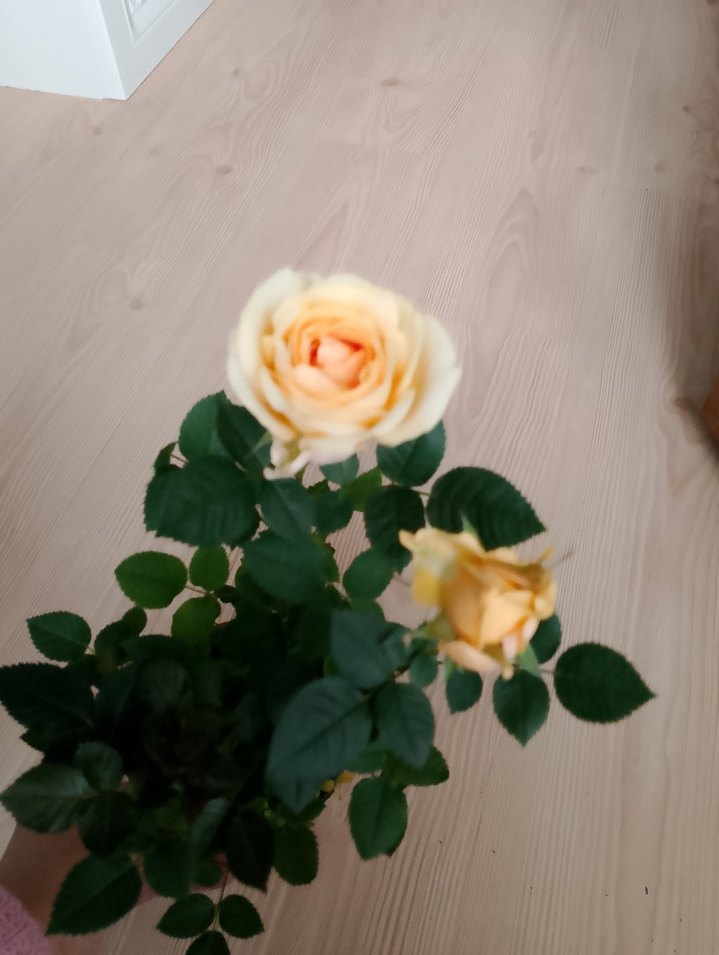 Bej Renkli Mini Gül Bitkisi Sarı gül - Görsel 2