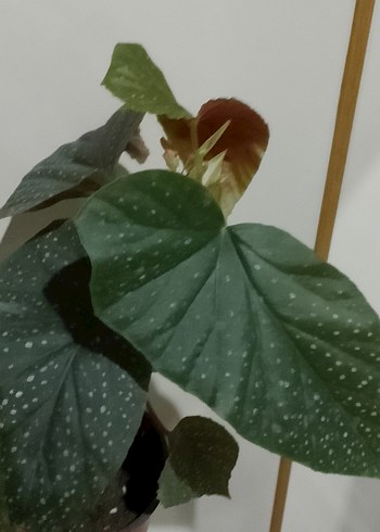 Beyaz Noktalı Koyu Yeşil Saksı Bitkisi çilli begonya - Görsel 2