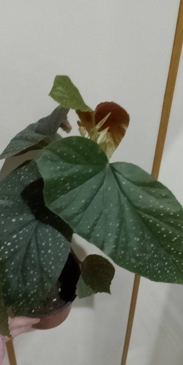 Beyaz Noktalı Koyu Yeşil Saksı Bitkisi çilli begonya - Görsel 2