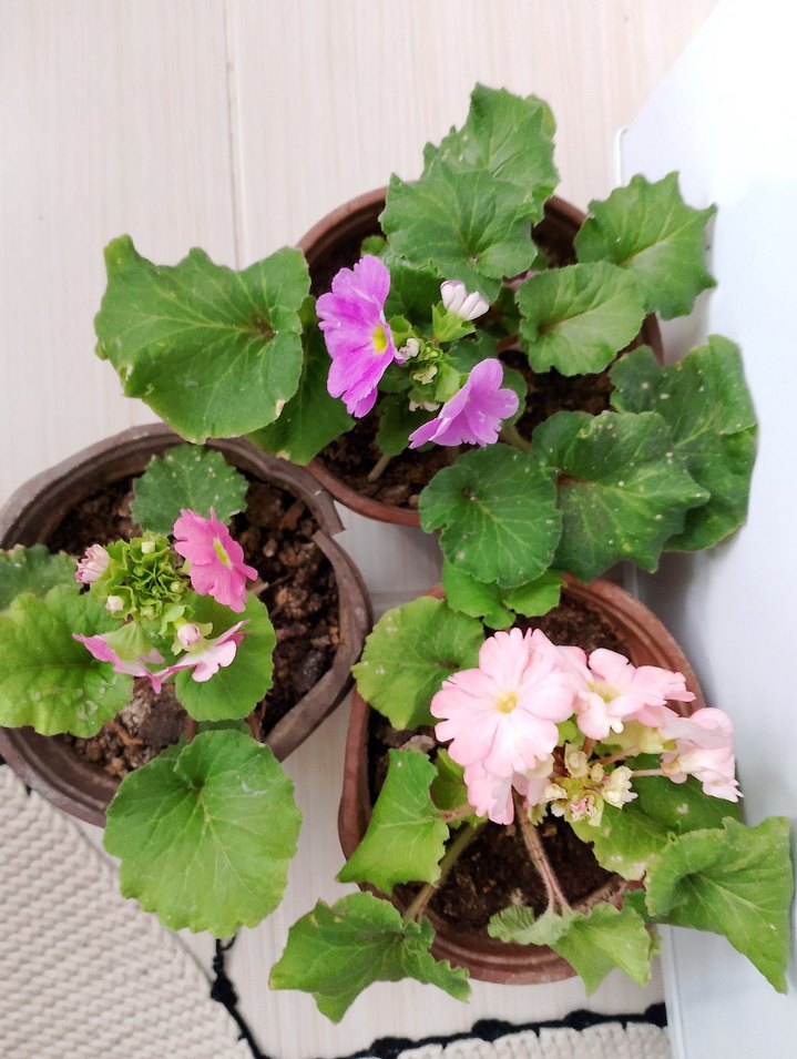 Pastel Pembe Çiçekli Saksı Bitkisi üç ayrı renk onbir aylık - Görsel 2