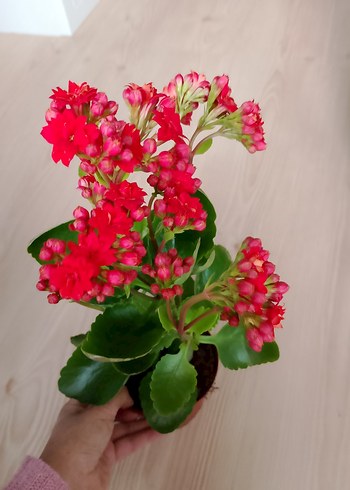 Canlı Kırmızı Ev Bitkisi kalonşa büyük ebat - Görsel 2