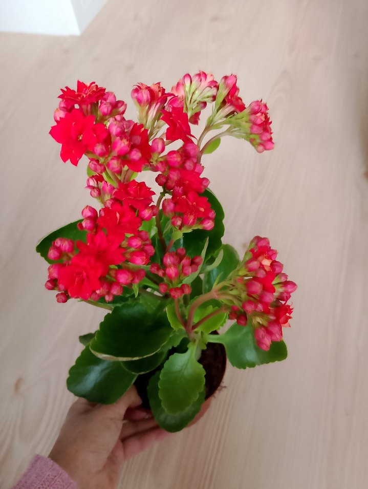 Canlı Kırmızı Ev Bitkisi kalonşa büyük ebat - Görsel 2