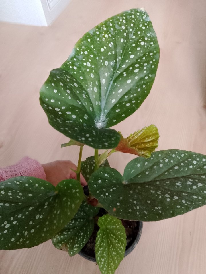 Renkli Benekli Yeşil Ev Bitkisi çilli begonya - Görsel 2