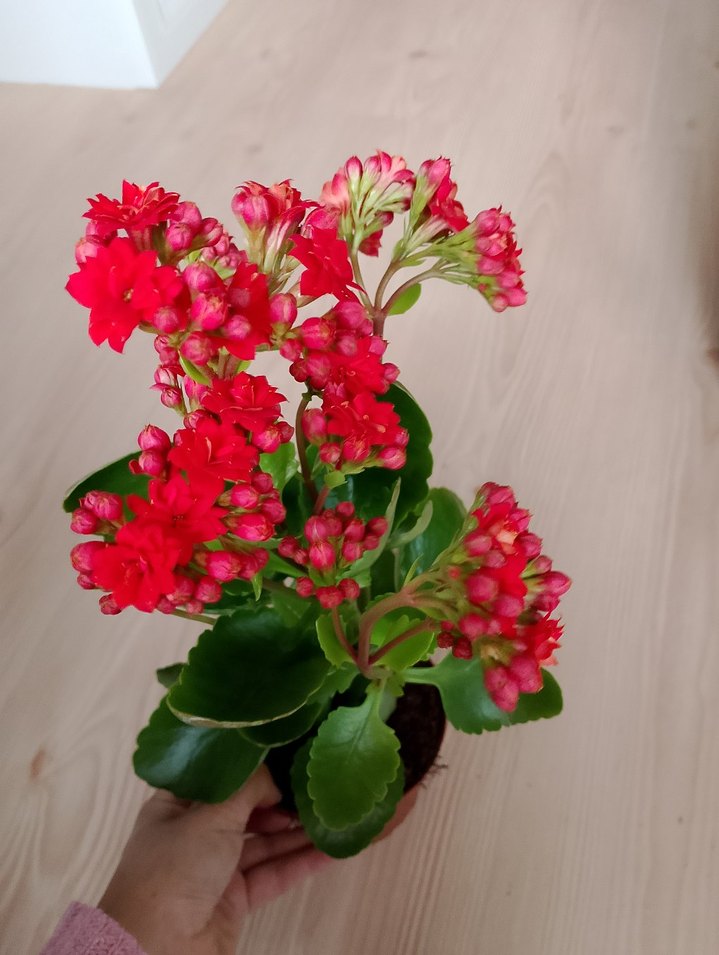 Sarı Çiçekli Dekoratif Bitki her renk kalonşa - Görsel 3