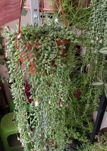 Asılı Yeşil Dekoratif tesbih çiçeği kocaman ebat - Görsel 2