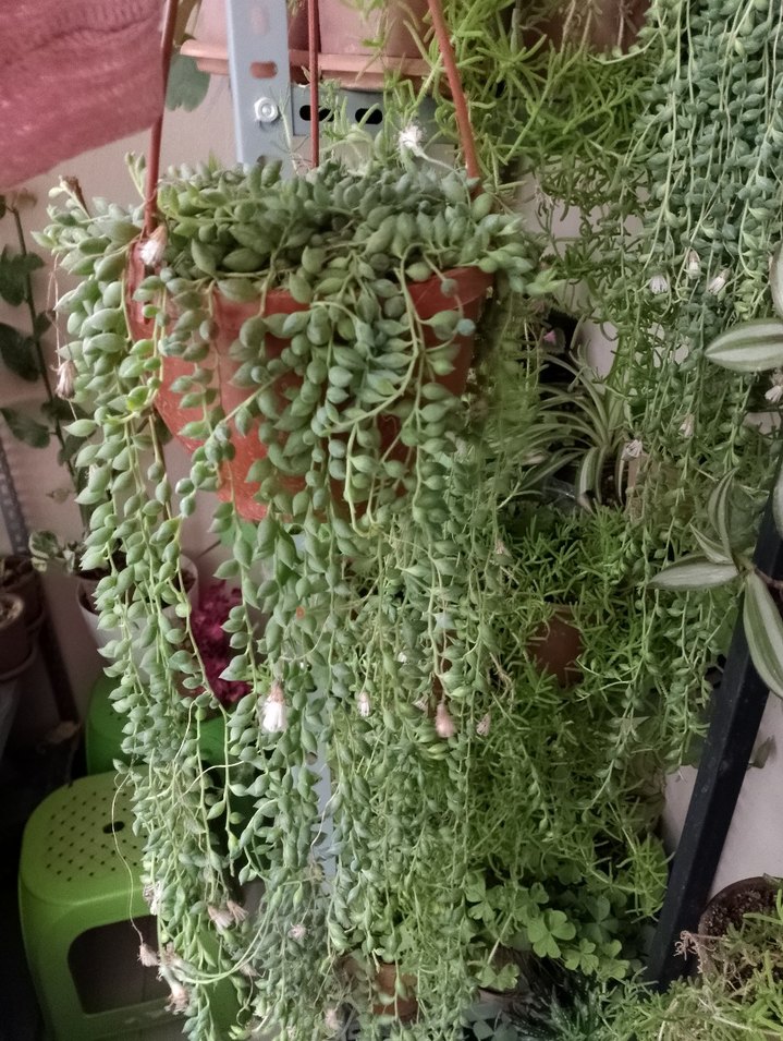 Asılı Yeşil Dekoratif tesbih çiçeği kocaman ebat - Görsel 2