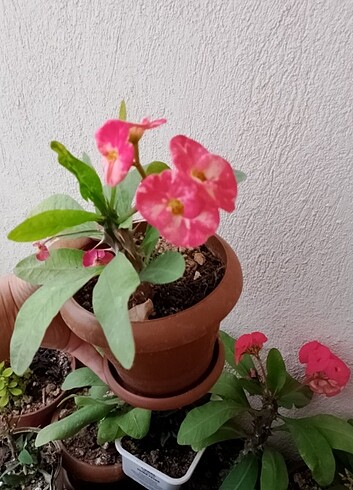 İri çiçekli dikenler tacı bu şekilde teslim edilecek 