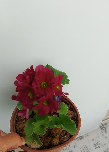 Beden Canlı Pembe Çiçekli Saksı Bitkisi onbir aylık çiçekleri