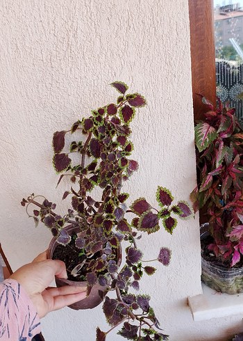 Koyu Mor Ev Dekoratif Bitkisi ufak ve siyah yapraklı yapragı güz