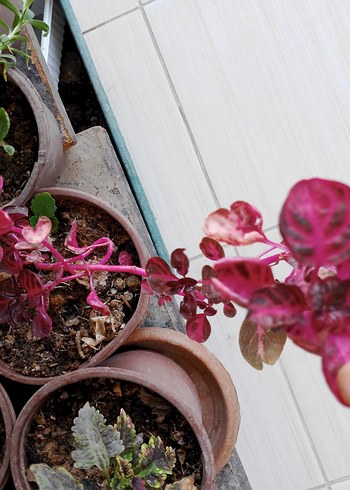 Renkli Pembe Dekoratif Saksı Bitkisi çingene şalvarlı