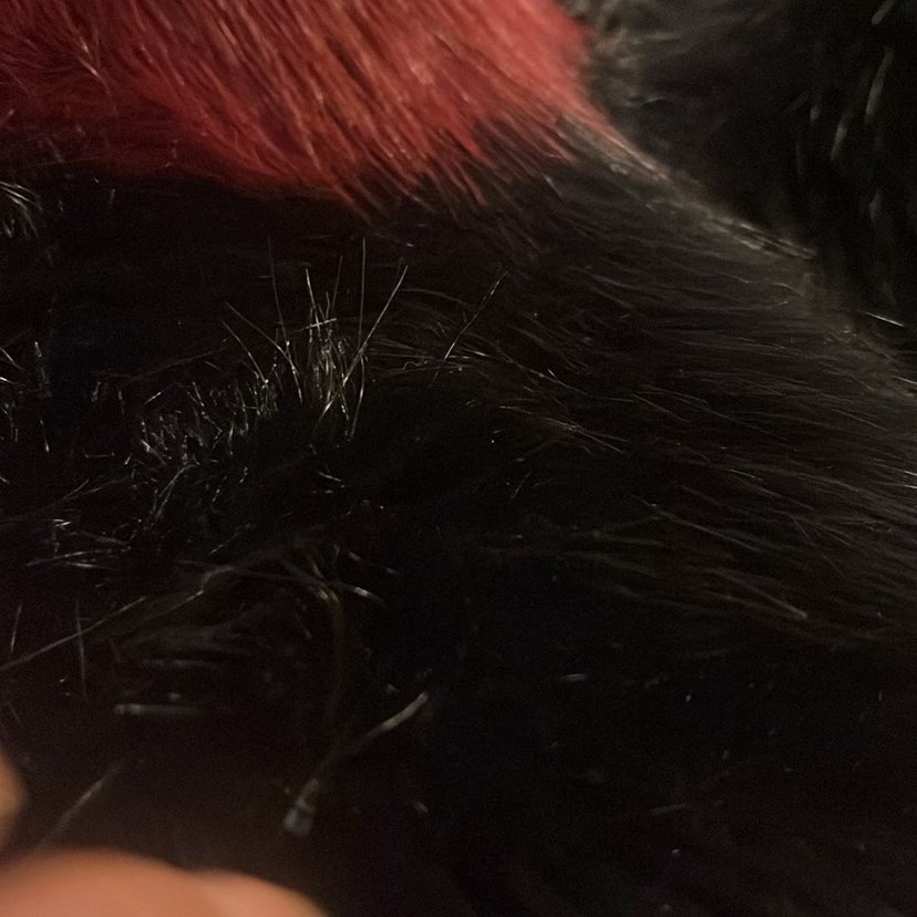 Bordo Siyah Çizgili Suni Kürk Şal - Görsel 4