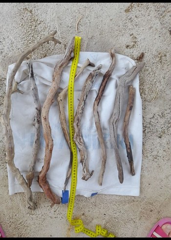 Lodos dalları 27 - Görsel 3