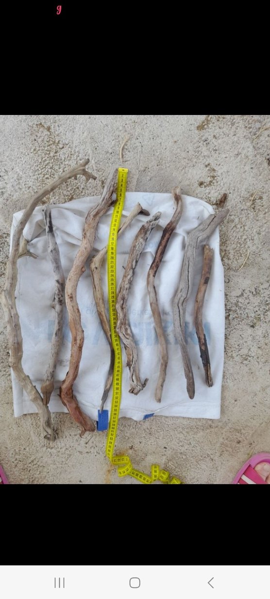 Lodos dalları 27 - Görsel 3