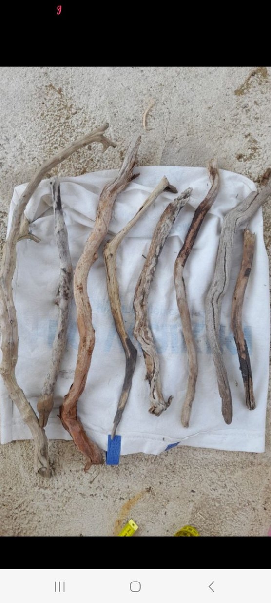 Lodos dalları 27 - Görsel 2