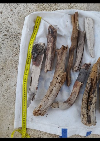 Doğal Ahşap lodos dalları 21 - Görsel 4