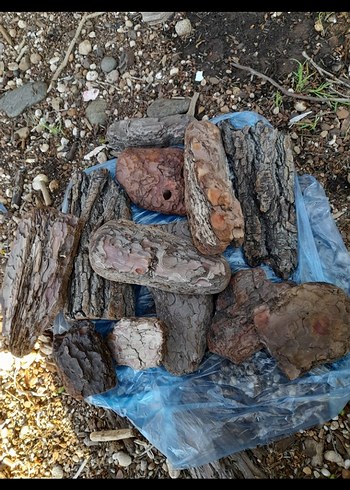 Doğal Ahşap Kabukları - Bohem Tarzı çam kabukları - Görsel 2