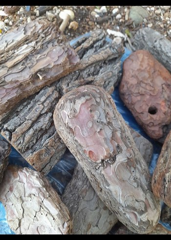 Doğal Ahşap Kabukları - Bohem Tarzı çam kabukları - Görsel 3