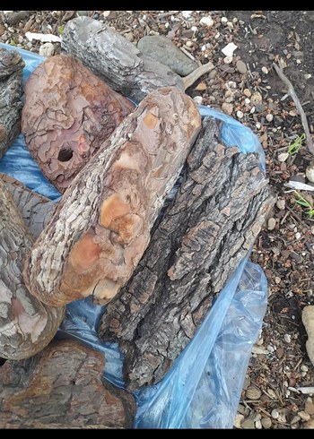 Doğal Ahşap Kabukları - Bohem Tarzı çam kabukları - Görsel 4