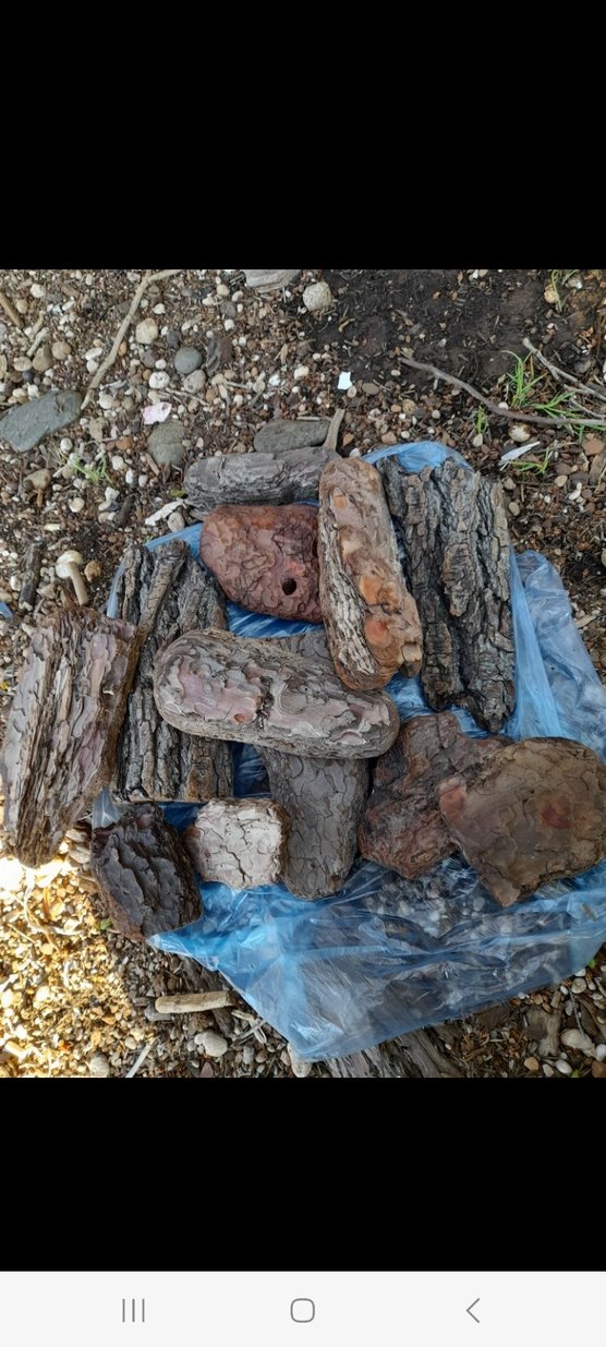 Doğal Ahşap Kabukları - Bohem Tarzı çam kabukları - Görsel 2