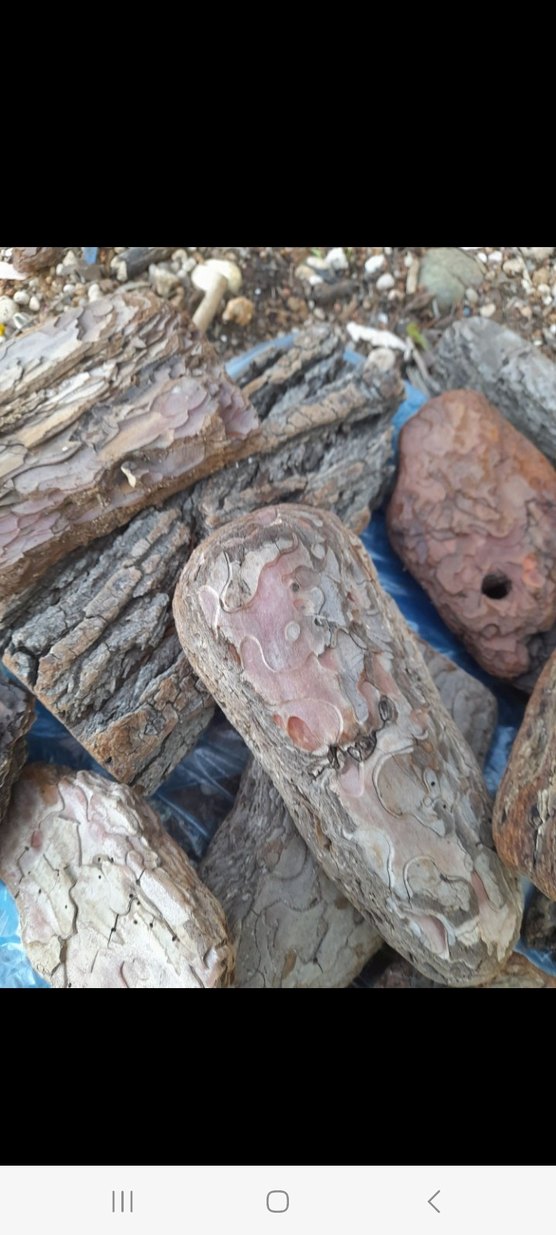 Doğal Ahşap Kabukları - Bohem Tarzı çam kabukları - Görsel 3