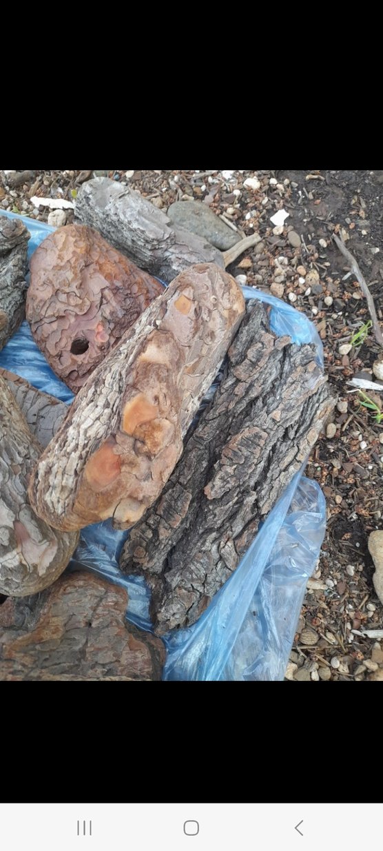 Doğal Ahşap Kabukları - Bohem Tarzı çam kabukları - Görsel 4