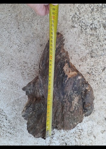 Kahverengi Akvaryum kök - Görsel 5