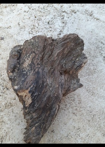 Kahverengi Akvaryum kök - Görsel 3