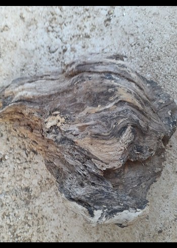 Kahverengi Akvaryum kök - Görsel 2