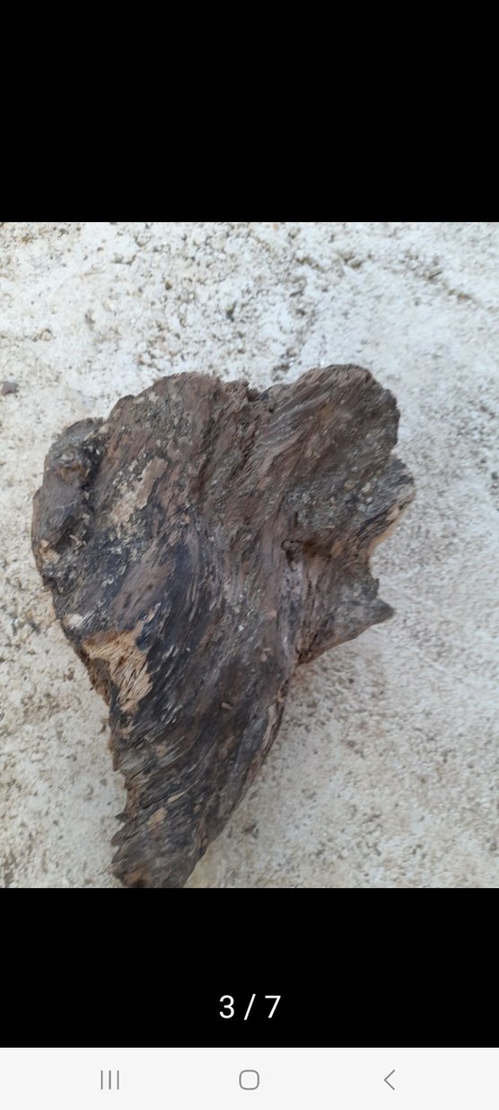 Kahverengi Akvaryum kök - Görsel 3