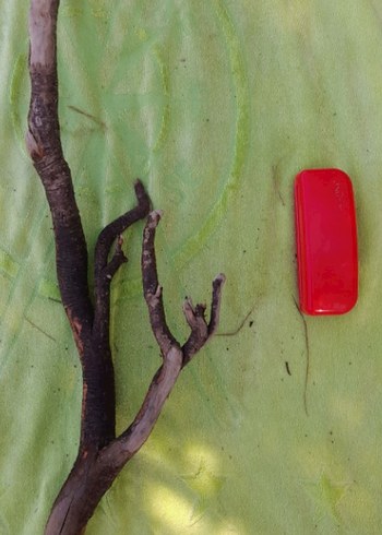 Büyük boy lodos dalı 32 - Görsel 4