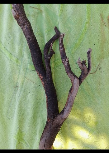 Büyük boy lodos dalı 32 - Görsel 2