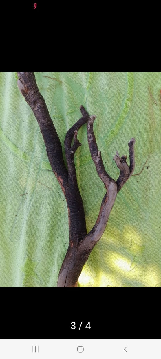 Büyük boy lodos dalı 32 - Görsel 2