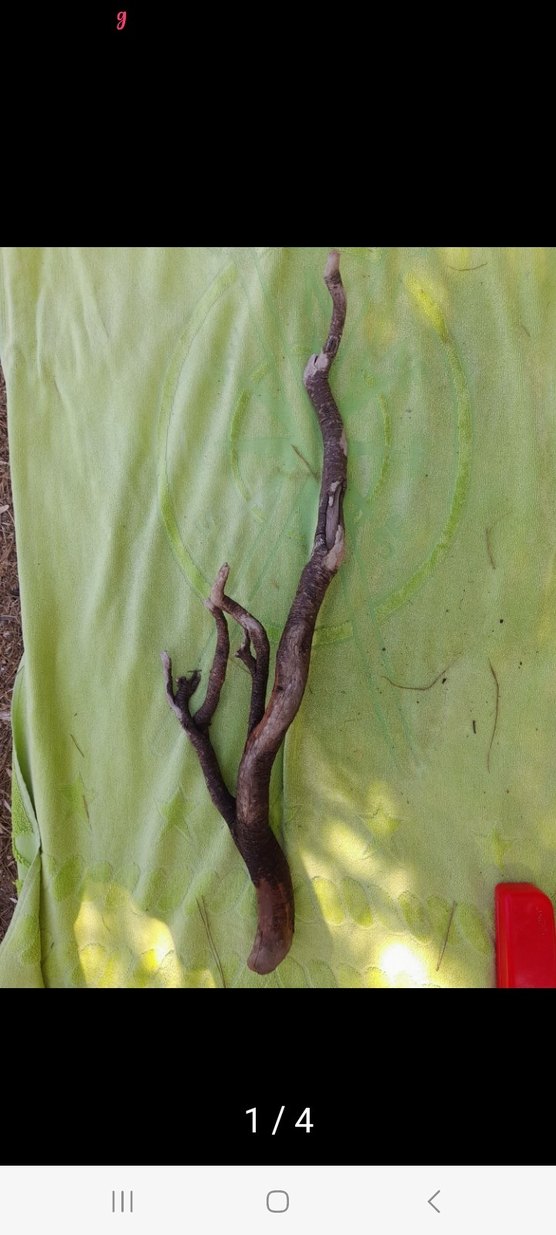 Büyük boy lodos dalı 32 - Görsel 3