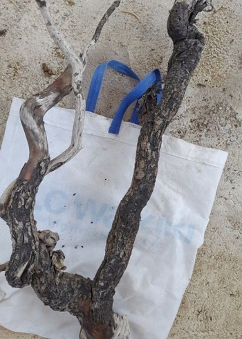 Koyu Bej Ahşap Oyuncak Dal Parçası - Görsel 3