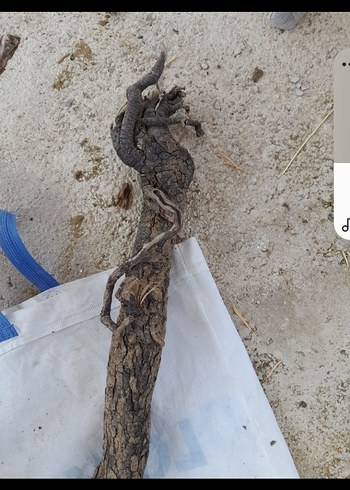 Koyu Bej Ahşap Oyuncak Dal Parçası - Görsel 6