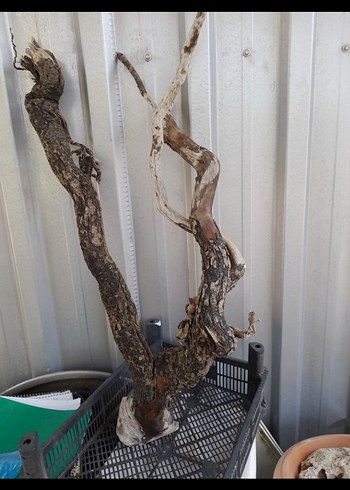 Koyu Bej Ahşap Oyuncak Dal Parçası - Görsel 2