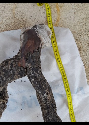 Koyu Bej Ahşap Oyuncak Dal Parçası - Görsel 5