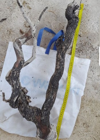 Koyu Bej Ahşap Oyuncak Dal Parçası - Görsel 4