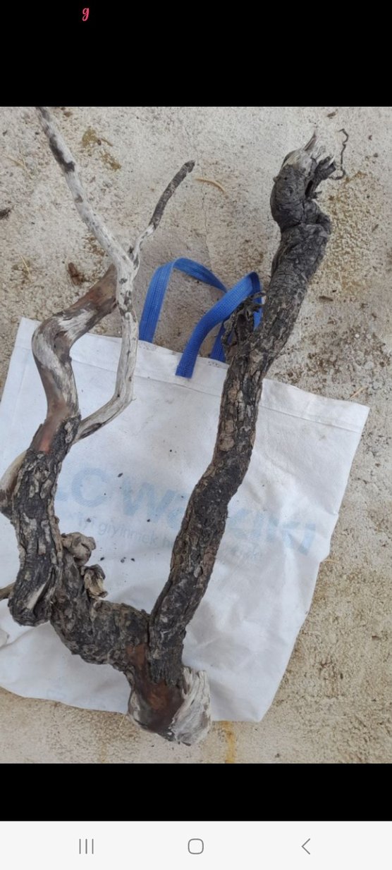 Koyu Bej Ahşap Oyuncak Dal Parçası - Görsel 3